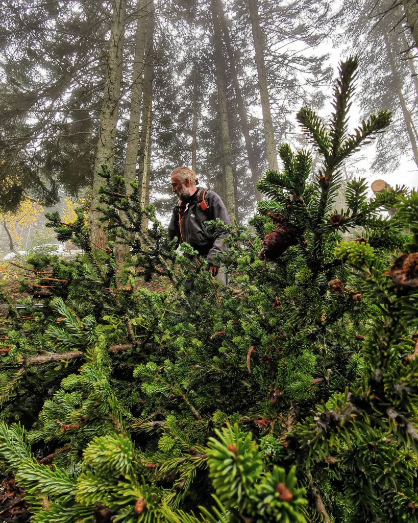 Récolte dans la foret