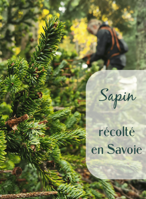 récolte des branches de sapin dans la fôret