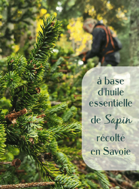 récolte des branches de sapin dans la fôret