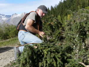 Récolte de branches en forêt